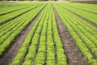 Lettuce crop growing in field near Hollesley, Suffolk, England, United Kingdom, Europe