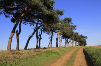 A line of Scots pine trees marking an field boundary in the countryside, Shottisham, Suffolk,