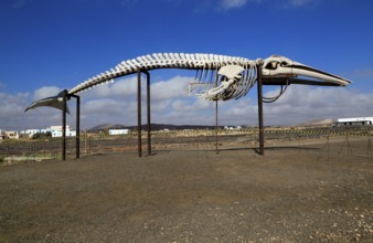 Sperm whale skeleton, Physeter macrocephalus, at Las Salinas del Carmen, Fuerteventura, Canary