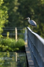 Grey heron (Ardea cinerea), using a railing to forage in a ditch, Ewald colliery, Herten, Ruhr