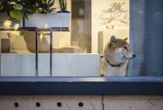 Dog looking curiously out of window, shop window, shop, Stuttgart, Baden-Württemberg, Germany,