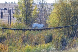 Keenesburg, Colorado, A white tiger at the Wild Animal Sanctuary, a nonprofit that rescues animals