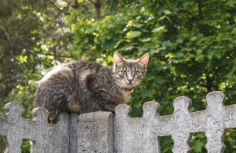 Gray spotted cat with yellow eyes sitting on a concrete fence against a background of green leaves