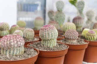 Various types of succulent in flower pots in the greenhouse. Closeup, selective focus