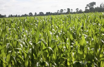 Sweet corn or maize crop growing in a field, Shottisham, Suffolk, England, UK