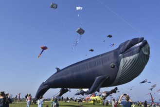 Kite festival, flying kites on Schönberg beach, Schleswig-Holstein, Germany, Europe