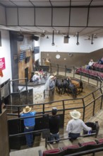 Oklahoma City, Oklahoma, Cattle are auctioned at the Oklahoma National Stockyards. Since it was