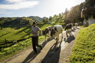 Alpine cattle drive, Münstertal, Southern Black Forest, Black Forest, Baden-Württemberg, Germany,