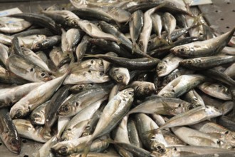 Sardines at the market, Algarve, Portugal, Europe