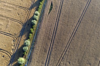 A row of trees cuts through two grain fields, aerial view, Germany, Europe