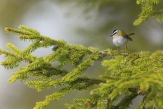 Goldcrest, Regulus ignicapillus, Luce, Mountain area, Luce, Styria, Slovenia, Europe