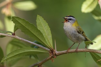 Goldcrest, Regulus ignicapillus, Luce, Mountain area, Luce, Styria, Slovenia, Europe