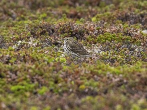 Meadow Pipit (Anthus pratensis) adult bird resting on tundra vegetation, May, Varanger National