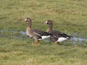 White-fronted goose (Anser albifrons) two birds resting on a meadow, island of Texel, Holland