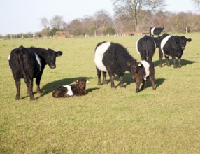 Rare breed Belted Galloway beef cattle herd at Lux farm, Kesgrave, Suffolk, England, United