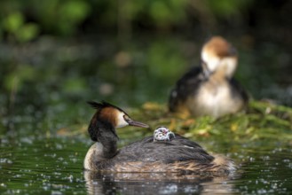 Great Crested Grebe (Podiceps cristatus), pair at the nest, with chicks, Krickenbecker Seen, North