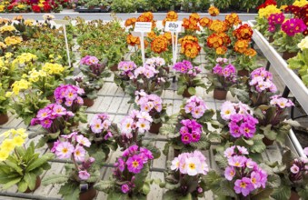 Display of bright polyanthus plants Ladybird Nurseries garden centre, Gromford, Suffolk, England,