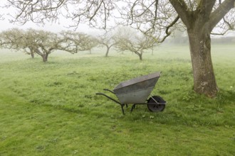 Foggy morning apple orchard in meadow with metal wheelbarrow in garden, Cherhill, Wiltshire,