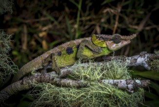 Male chameleon (Calumma malthe) in the rainforests of eastern Madagascar