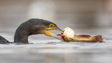 Great cormorant (Phalacrocorax carbo) with catfish as prey, hunting, fishing, preying, sunrise,