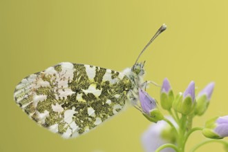 Orange tip (Anthocharis cardamines), male on inflorescence of cuckoo flower (Cardamine pratensis),