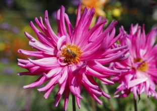 European honey bee (Apis mellifera) on deer antler dahlias (Dahlia), North Rhine-Westphalia,