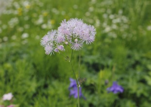 Greater meadow-rue (Thalictrum aquilegiifolium), North Rhine-Westphalia, Germany, Europe