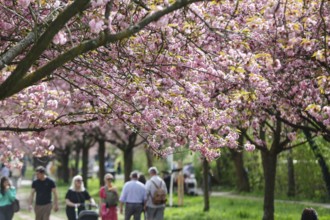 Blossoming cherry trees on the TV Asahi cherry blossom avenue on the Berlin Wall Trail. The cherry