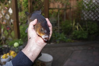 A hand holding a koi carp with its mouth open in the garden, Germany, Europe