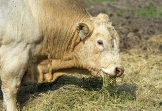 Hornless Charolais bull eating hay, Lászlómajor Meierhof, Sarród, Fertö-Hanság National Park