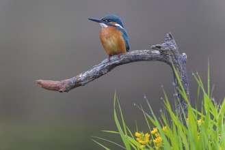 Common kingfisher (Alcedo atthis) Indicator for clean watercourses, juvenile bird, habitat, flying