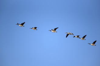 Canada goose (Branta canadensis) and greylag goose (Anser anser), adult birds in flight, against a