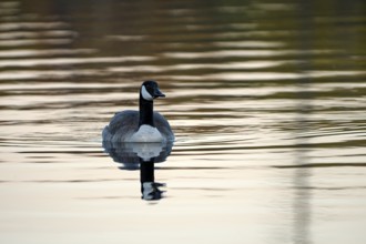 Canada goose (Branta canadensis), adult bird, in the morning light, subsidence area, Bottrop, Ruhr