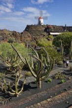 Cactus garden, Jardin de Cactus, designed by the artist César Manrique, behind the restored gofio