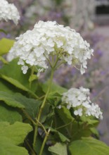 White bigleaf hydrangea (Hydrangea macrophylla), North Rhine-Westphalia, Germany, Europe