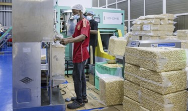 KAJU, cashew factory. Weighing and packing of cashew nut factory near Cotonou in Benin, Glo-Djigbe,