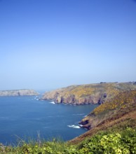 Yellow flowers on common gorse bushes on coastal cliffs on the west coast of the Island of Sark,