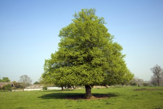 Tilia X europaea Common Lime tree, Sutton, Suffolk, England, United Kingdom, Europe