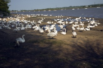 Swans at the swannery, Mistley, Essex, England, United Kingdom, Europe