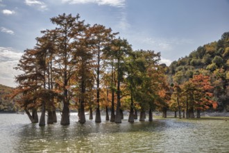 Cypress Lake? Krasnodar krai. Russia