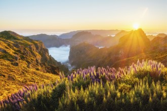 View from Pico do Arieiro of mountains over clouds with Pride of Madeira flowers and blooming