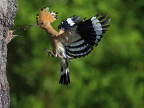 Hoopoe, (Upupa epops), approaching the breeding cave, with prey for young bird, family Hoopoes,