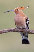 Hoopoe, (Upupa epops), on perch, hoopoe family, formerly raptors, Hides de El Taray / Lesser Kestr,