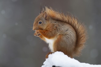 Red squirrel (Sciurus vulgaris) adult animal feeding on a nut on a tree stump covered in snow in