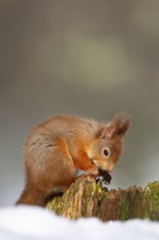 Red squirrel (Sciurus vulgaris) adult animal on a tree stump covered in snow in winter, Scotland,