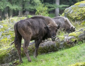 European bison (Bison bonasus) young animal in near-natural habitat, captive, Germany, Europe