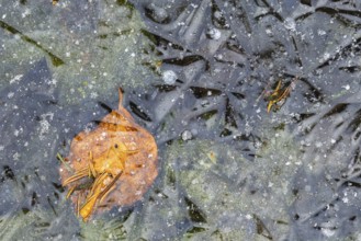 Beech leaf in ice, beech (Fagaceae), frost, winter, Krauchenwies, Upper Danube nature park Park,