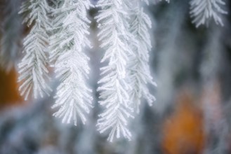 Spruce branch with hoarfrost (Picea), Pine family (Pinaceae), Göggingen, Upper Danube nature park