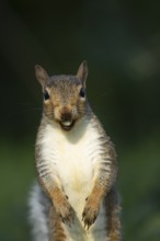 Grey squirrel (Sciurus carolinensis) adult animal with a Hazel tree nut in its mouth in the autumn,