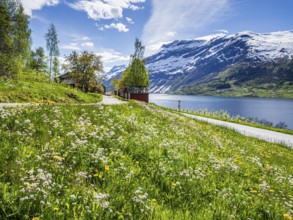 View of snow-covered mountains, fjord and apple trees in bloom, spring, Hardangerfjord near